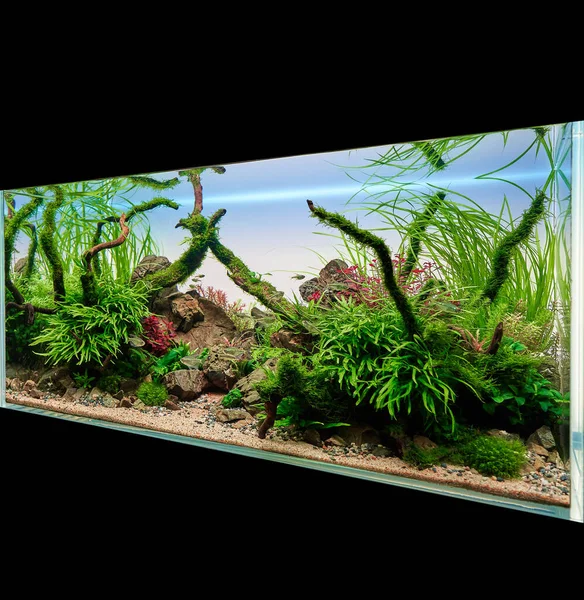 Aquascaped Sötvatten Akvarium Med Levande Växter Stenar Och Redmoor Rötter — Stockfoto