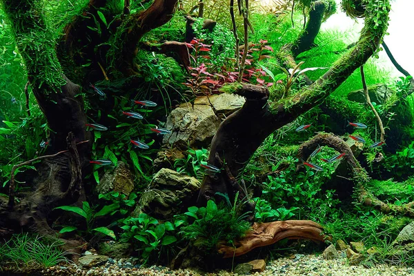 ネオン魚学校 ライブ植物 フロド石とRedmoor根と淡水水族館を征服した ジャングル風の水景 Microsorum Trient Various Rotalas Anubias Moss — ストック写真