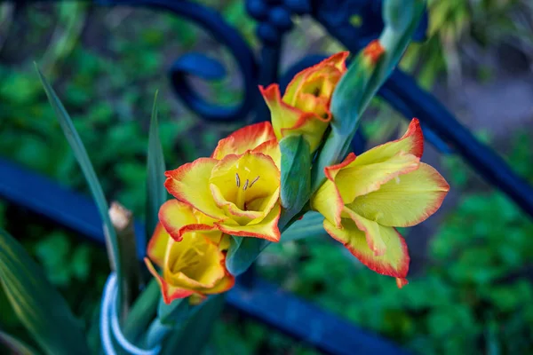 Gladiolo amarillo en el jardín , — Foto de Stock