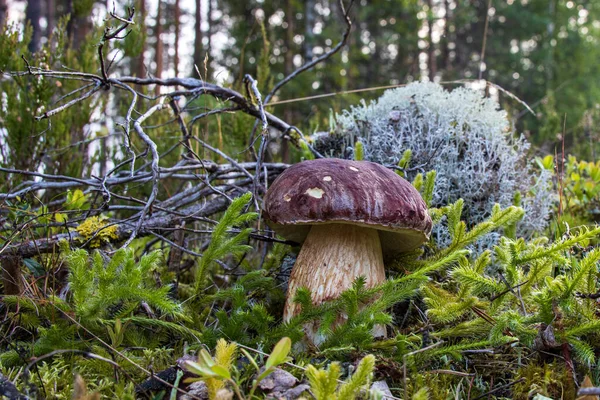 Witte paddenstoel in het bos Stockfoto