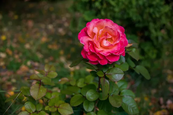 庭に大きな赤いバラ — ストック写真