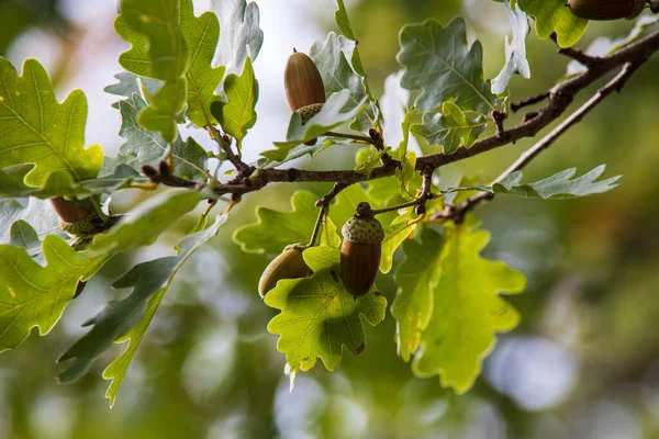 Maíz en otoño en una rama de roble — Foto de Stock