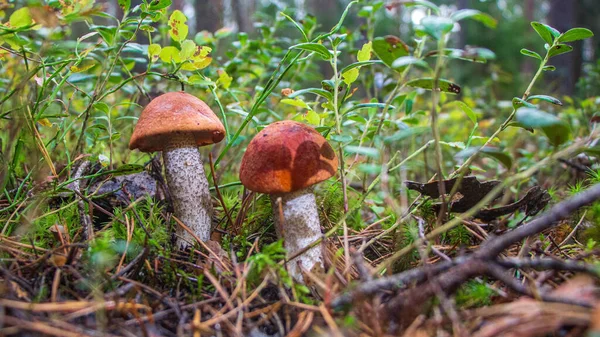 Seta podosinovik en el bosque — Foto de Stock