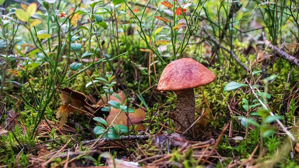 Подосиновський гриб у лісі. — стокове фото