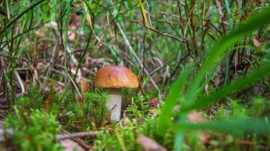 Ormanda beyaz mantar