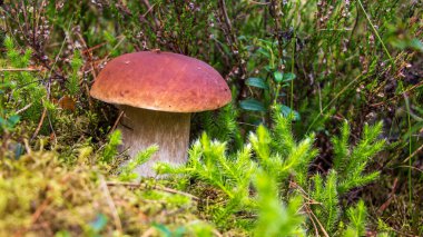 Ormanda beyaz mantar