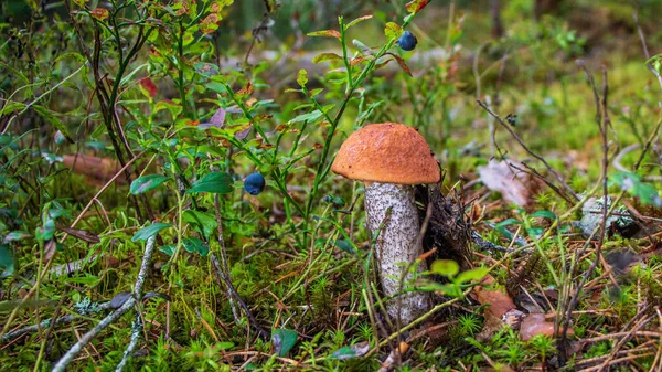Podosinovik paddenstoel in het bos — Stockfoto