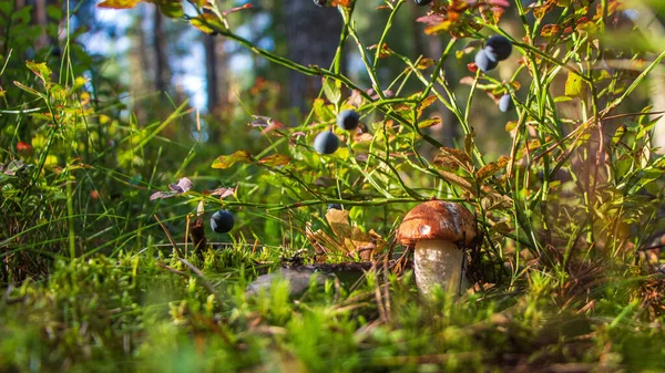 Seta podosinovik en el bosque — Foto de Stock