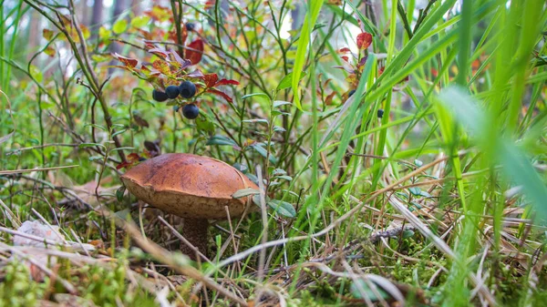 Подосиновський гриб у лісі. — стокове фото