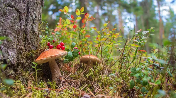 Podosinovik paddenstoel in het bos — Stockfoto