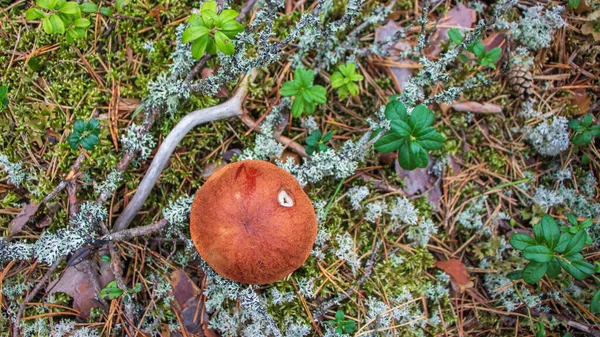 Grzyb podosinovik w lesie — Zdjęcie stockowe