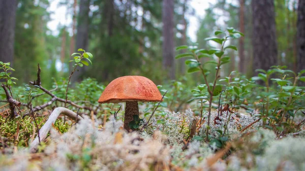 Гриб Подосиновик в лесу — стоковое фото