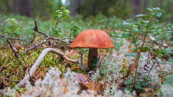 Podosinovik paddenstoel in het bos — Stockfoto