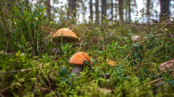 Seta podosinovik en el bosque — Foto de Stock