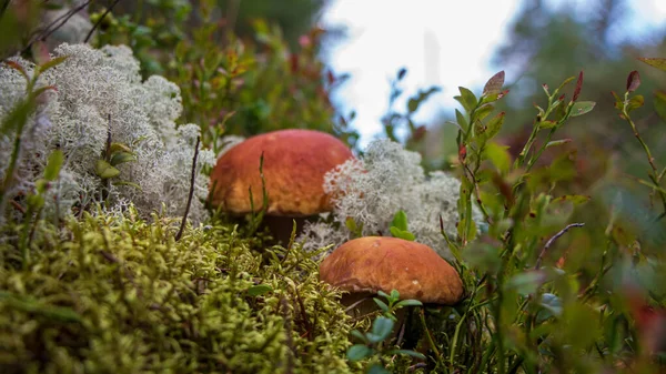 Witte paddenstoel in het bos, — Stockfoto