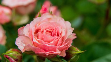 Yazın çiy damlalarıyla gülen