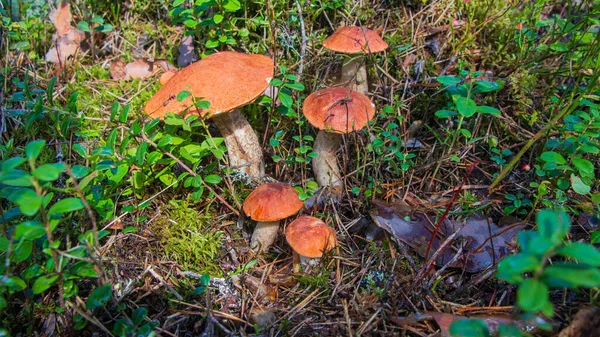 Czerwony grzyb w jesiennym lesie — Zdjęcie stockowe