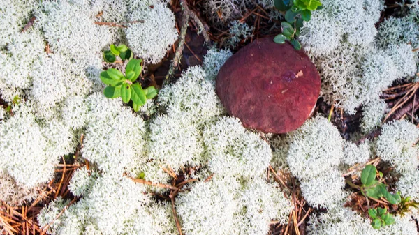 Белый гриб в осеннем лесу — стоковое фото