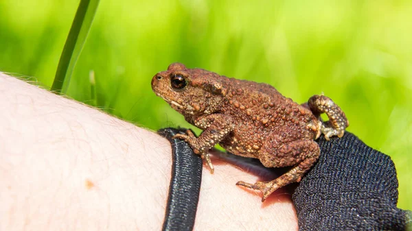 Toad on the hand in summer
