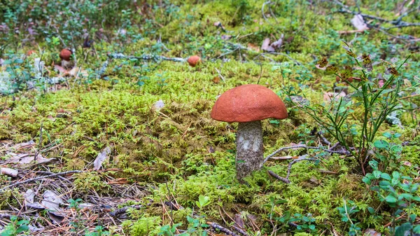 Красный гриб в осеннем лесу — стоковое фото
