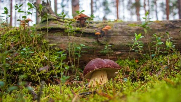 Білий гриб в осінньому лісі — стокове фото
