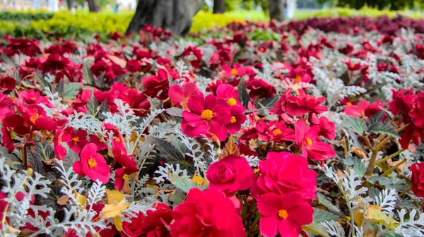 Autumn landscape on Elagin Island in St. Petersburg — Stock Photo, Image