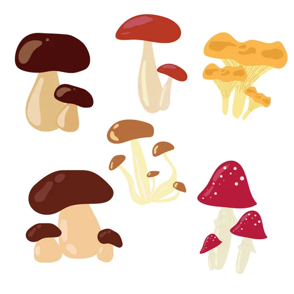 Conjunto Cogumelos Que Crescem Floresta Verão Outono Cogumelos Amanita Cogumelos — Fotografia de Stock