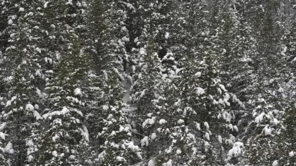 Aerial High Angle Flyover View Snow Forest Trees American Fork — Video Stock