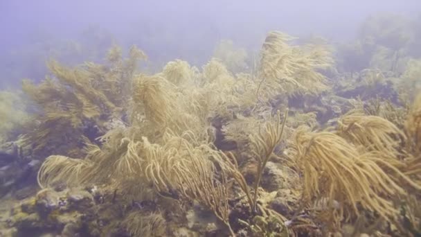 Średni Kąt Widzenia Życia Roślin Kołyszących Się Dnie Oceanu Georges — Wideo stockowe