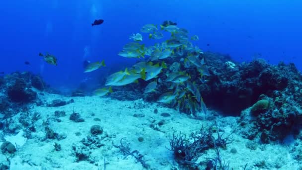 산호초 근처에서 헤엄치는 물고기 Cozumel Quintana Roo Mexico — 비디오