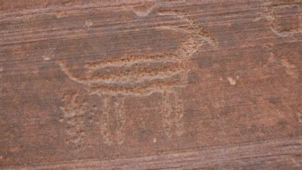 Petroglyph Hayvan Benzerliğine Yakın Çekim Kanab Utah Abd — Stok video