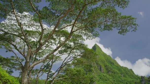 Viento Que Sopla Ramas Exuberante Paisaje Montaña Verde Moorea Polinesia — Vídeos de Stock