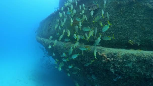 Peixe Com Caudas Amarelas Nadando Perto Casco Naufrágio Afundado Bridgetown — Vídeo de Stock