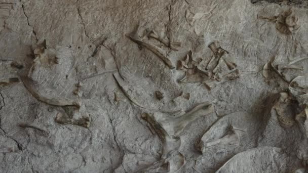美国犹他州凡尔纳尔恐龙国家纪念碑岩石中的骨骼化石 — 图库视频影像