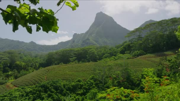 Distante Fazenda Abacaxi Exuberante Paisagem Taiti Moorea Polinésia Francesa — Vídeo de Stock