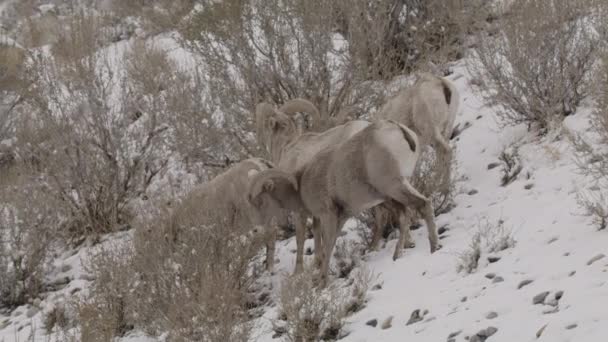 Dört Büyük Boynuzlu Koyun Karda Otluyor Cedar Hills Utah Abd — Stok video