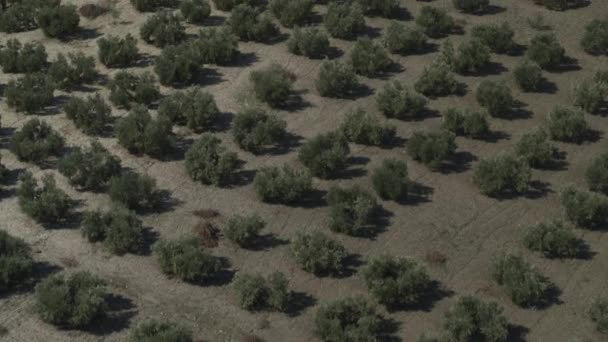 Aerial View Trees Olive Orchard Olvera Malaga Spanyolország — Stock videók