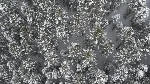 Воздушно Поднимающийся Вид Снег Лесных Деревьях American Fork Canyon Utah — стоковое видео