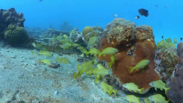 Vista Subaquática Seguinte Peixe Amarelo Nadando Perto Naufrágio Naufrágio Bridgetown — Vídeo de Stock