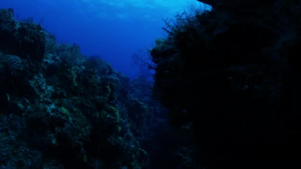 Podvodní Pohled Potápěčské Koupání Blízkosti Útesu Cozumel Quintana Roo Mexiko — Stock video