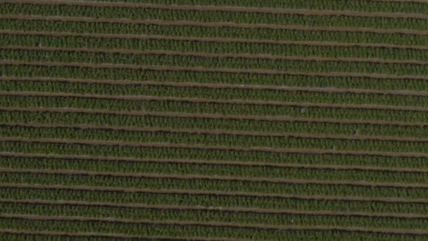 Vista Aérea Del Campo Fresas Granja Watsonville California Estados Unidos — Vídeos de Stock