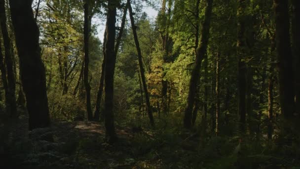 Luta Upp Till Majestätiska Träd Tät Grön Skog Packwood Washington — Stockvideo