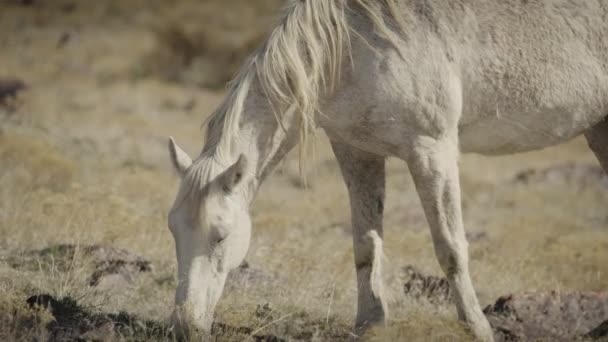 Κοντινό Πλάνο Του Λευκού Αλόγου Βόσκησης Dugway Utah Ηνωμένες Πολιτείες — Αρχείο Βίντεο