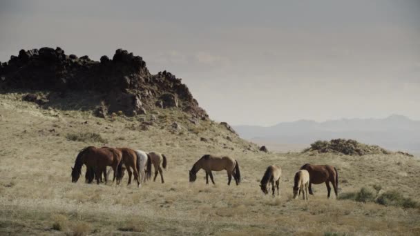 Amplio Tiro Caballos Distantes Pastando Campo Cerca Cordillera Dugway Utah — Vídeo de stock