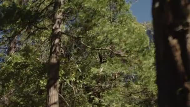Basso Angolo Panning Shot Alberi Rivelando Montagna Yosemite Valley California — Video Stock