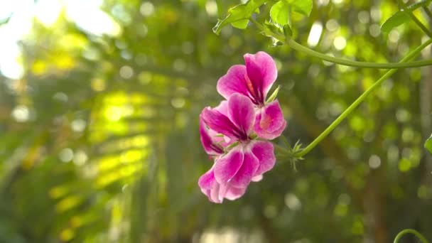 Blisko Różowy Kwiat Słoneczny Dzień San Quintin Baja California Norte — Wideo stockowe