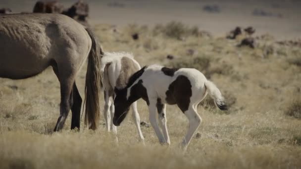 Повільний Рух Молодого Коня Полі Дагвей Штат Юта Сша — стокове відео