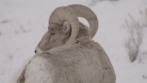 Großaufnahme Von Dickhornschafen Schnee Cedar Hills Utah Vereinigte Staaten — Stockvideo