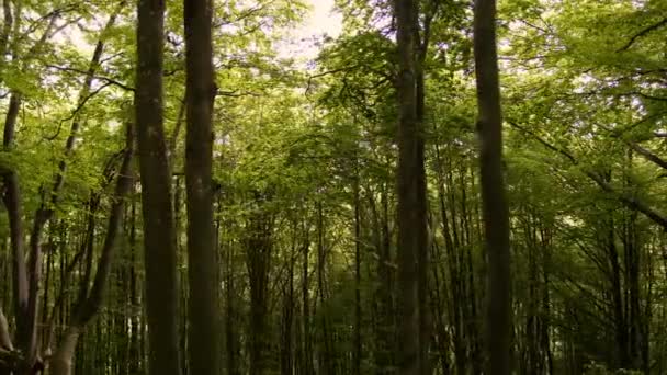 Colpo Medio Panning Alberi Nella Fitta Foresta Buzludzha Bulgaria — Video Stock
