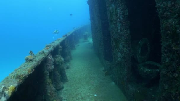 Подводный Вид Рыбы Плавающей Рядом Палубой Затонувшего Корабля Город Бриджтаун — стоковое видео